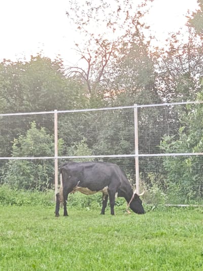 The image depicts a black and white cow grazing in a lush green field in Novosinkovo, Russia. The cow is the primary subject, standing in the center of the frame with its head lowered to eat grass. It has a light-colored collar around its neck. Behind the cow, a wire fence with wooden posts stretches horizontally across the middle ground, separating the field from a dense background of green trees and foliage. The trees are thick and appear to be in full leaf, suggesting a warm season. The sky is bright and overcast, with some subtle hints of orange and red light filtering through the trees, indicating either sunrise or sunset. The overall impression is a peaceful, rural scene. There is no visible text in the image.