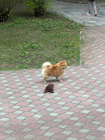 Outside in Levkovo, Russia, a small tan Pomeranian dog stands on a pink and gray tiled walkway next to a brown stuffed animal. Green grass and shrubbery are to the left. A person's legs and feet are visible in the upper left corner.