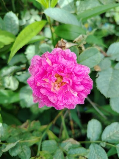 A close-up, eye-level shot features a vibrant pink rose in full bloom, its petals tightly layered and ruffled, with hints of yellow and white at its core. The rose is centrally positioned against a blurred background of lush green foliage, typical of a garden setting. The leaves are a mix of shapes and sizes, some appearing lighter and softer, while others are darker and more defined. The overall impression is one of natural beauty and tranquility, with the rose being the undisputed focal point. The image does not contain any information or visual cues that would allow for the determination of its location in Kimry, Russia.