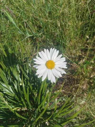 A single white daisy with a yellow center is in full bloom, positioned slightly right of the center of the frame, surrounded by lush green grass. The background consists of more grass, some of which appears dry and brown, suggesting a natural, outdoor environment. The lighting indicates it is daytime, likely with sunlight casting shadows from the grass. The image appears to be a close-up shot of the flower in a grassy area, possibly a field or meadow. The location of Chervonyi Step, Ukraine is not depicted or referenced in the image itself.