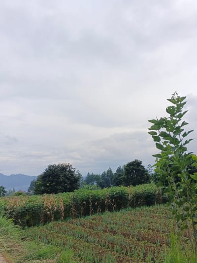 The image depicts a rural landscape in São Félix do Xingu, Brazil, under an overcast sky. The sky occupies the upper half of the frame and is uniformly light gray, indicating complete cloud cover with no direct sunlight.
In the foreground, a narrow, unpaved path with sparse green grass runs along the bottom left. Adjacent to this path, and extending across the lower portion of the image, is a cultivated field. This field contains multiple rows of small, green, upright plants, consistent with young allium crops, rooted in dark brown soil. Behind these, a denser row of bushier green plants is visible. On the far right, a young tree with vibrant green, multi-lobed leaves extends vertically, partially cropped at the top and bottom.
The midground features a line of taller, partially dried stalks, likely corn, forming a distinct boundary behind the shorter green crops. Further back, a dense band of various trees and shrubs, predominantly green, stretches horizontally across the scene. This arboreal line includes dark green, rounded deciduous trees and lighter green, somewhat conical evergreens. A small, reddish-brown roof of a structure is faintly visible within the foliage on the far left midground.
The background consists of a range of distant, hazy mountains or hills, appearing bluish-green and covered in dense vegetation, receding towards the horizon under the overcast sky. No people, animals, or active human interactions are visible within the scene.