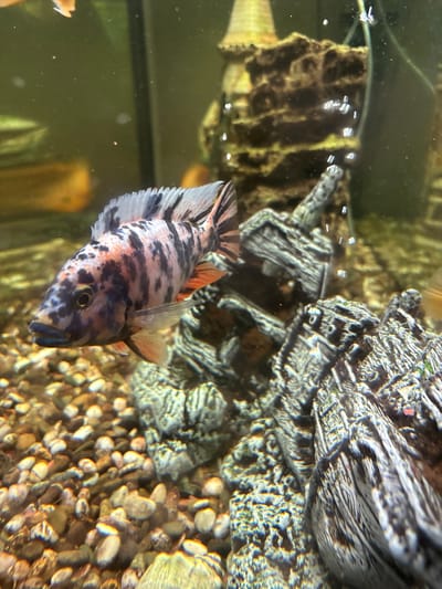 An ornate, camouflaged cichlid fish swims in a well-maintained aquarium. The fish has a distinct black, white, and orange speckled pattern across its body and fins. It is positioned towards the left side of the frame, facing left, with its mouth slightly open. The aquarium's substrate consists of small, multicolored pebbles. In the background, there are decorative rock structures, possibly artificial, with a castle-like ornament visible further back. Bubbles are rising from what appears to be an air stone or filter, creating a dynamic environment. The water is clear with some suspended particles. The lighting appears to be artificial, illuminating the fish and its surroundings. The location of this aquarium in the city of Павлово, Russia is not provided by the image.