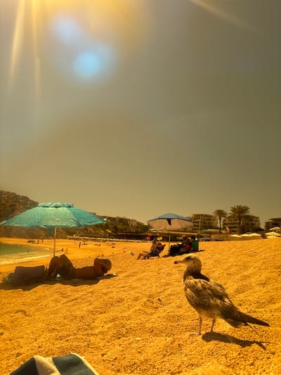 A beach scene unfolds on a sandy shore under a hazy sky. A seagull stands prominently on the right, with a person sunbathing nearby. In the background, beach umbrellas dot the landscape, providing shade for people relaxing in chairs. Buildings line the horizon, adding depth to the scene. The sky is bright, with the sun creating a lens flare on the left side of the image.