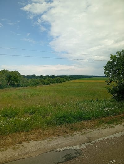 The image depicts a rural landscape in Trinca, Moldova. In the foreground, a gravel shoulder transitions to an asphalt road with visible cracks. Adjacent to the road is a field covered in tall green grass and scattered small white flowers, with patches of dry, golden grass. Beyond this field, a wider expanse of green vegetation stretches towards a distant tree line. A section of the field further in the distance appears to be a cultivated crop of sunflowers, distinguished by its bright yellow hue. A dense, dark green forest borders the cultivated field and stretches across the horizon. The sky above is a mix of blue sky with scattered white and grey clouds. Two dark, thin lines, likely power or telephone lines, are visible horizontally across the upper portion of the image. On the right side of the frame, the branches of a large green tree extend into the image. The overall scene suggests a natural, agricultural setting under a cloudy sky.