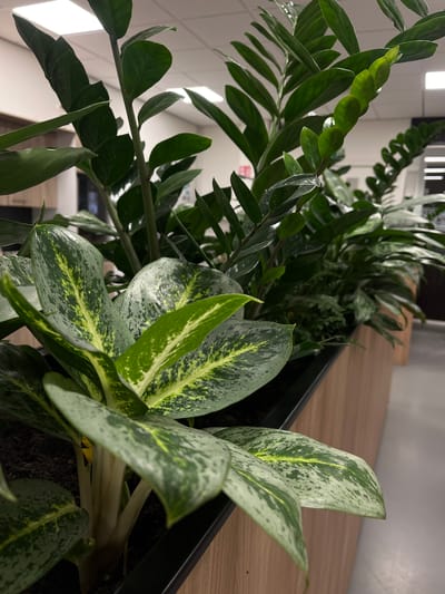 This is a close-up, eye-level, outdoor photograph of a planter box filled with several varieties of green foliage. The planter box is made of light-colored wood. In the foreground, a plant with large, variegated leaves, a mix of dark green and lighter green with yellow speckles, is prominent. Behind this plant are taller plants with glossy, dark green, lance-shaped leaves. The background shows a modern interior with white ceilings, fluorescent lighting, and office furniture. The scene appears to be an indoor office or commercial space. There are no people visible in the image. The photograph is sharp and well-lit, with a shallow depth of field that blurs the background and highlights the plants in the foreground. The location in Oldenzaal, Netherlands, is not visually apparent in the image itself.