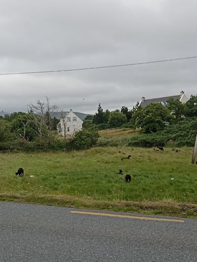 The image depicts a pastoral scene in Ranafast, Ireland, under a cloudy sky. A paved road with a yellow dividing line runs across the foreground. Beyond the road, a lush green field slopes upwards, populated by several black sheep grazing and moving about. In the mid-ground, a cluster of trees and vegetation partially obscures two white buildings with grey roofs and chimneys. The larger building on the left appears to be a two-story house with visible windows. Further back, more trees and hills are visible, suggesting a rural setting. A single black bird is visible in flight against the overcast sky. The overall impression is one of a quiet, rural landscape.