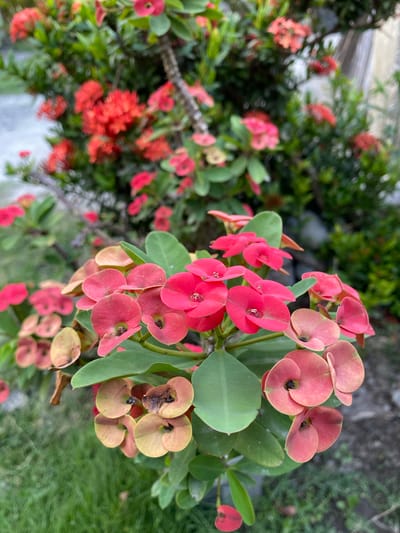 This is a close-up, eye-level photograph of a flowering plant, likely in Blangdalam, Indonesia. The plant features clusters of small, vibrant pink and red flowers with green leaves. In the foreground, a cluster of pinkish-red flowers is in sharp focus, some appearing to be in bloom while others are slightly wilted or transitioning in color to a pale yellow. The background is softly blurred, revealing more of the plant with red flowers and lush green foliage. The ground below appears to be covered in grass and some soil. The image captures the natural beauty of the plant and its surroundings in an outdoor setting.
