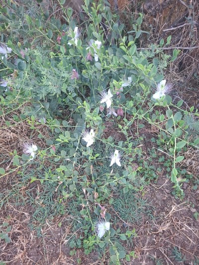 In the city of Yovon, Tajikistan, this image captures a close-up view of a flowering caper bush. The plant has a sprawling, vine-like growth habit, with numerous green leaves and delicate white flowers. Several of the flowers are in full bloom, showcasing their characteristic long stamens. Some unopened buds and wilted flowers are also visible, along with pinkish-purple bracts. The plant is growing amidst dry grass and soil, suggesting a natural or semi-wild environment. The ground is covered with a mix of dry straw-like debris and sparse green grass. The lighting suggests it is daytime, possibly late afternoon given the angle of light.