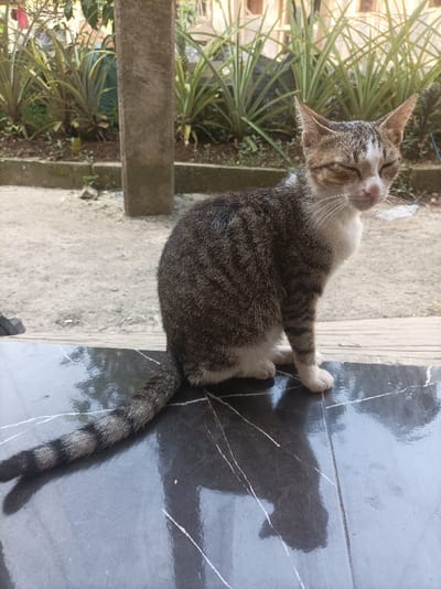 A domestic cat is observed sitting on a dark, reflective tiled surface in Pasir Muncang, Indonesia. The cat is a tabby, primarily grey-brown with distinct dark stripes on its back and sides, complemented by a white chest, belly, paws, and facial markings around its muzzle and forehead. Its eyes are closed, and prominent white whiskers extend from its snout. The cat's tail, patterned with dark and light bands, rests on the reflective surface, which exhibits white, linear vein-like patterns and a clear, dark reflection of the cat's lower body. The immediate background consists of a light-colored ground surface, possibly concrete or dirt, with a vertical concrete pillar present on the left. Further back, a raised garden bed features numerous spiky, green plants. Beyond the garden, blurred elements suggest a distant structure or fencing. The scene is illuminated by natural light.