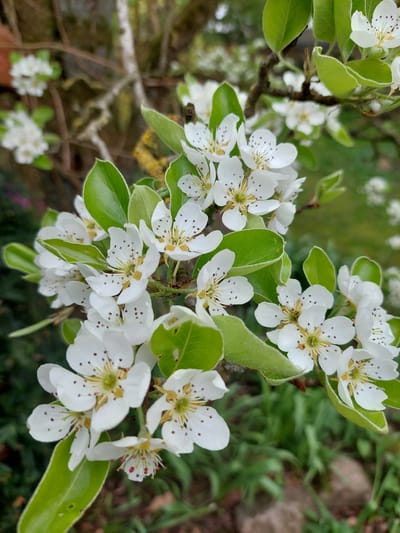 The image shows a close-up view of a cluster of white flowers with green leaves, likely photographed in Ganderkesee, Germany. The flowers have five petals each, with distinctive dark brown or black spots on the petals near the center, surrounding yellow-green centers. The leaves are bright green and oval-shaped, with smooth edges. The background is blurred, suggesting a garden or natural environment.