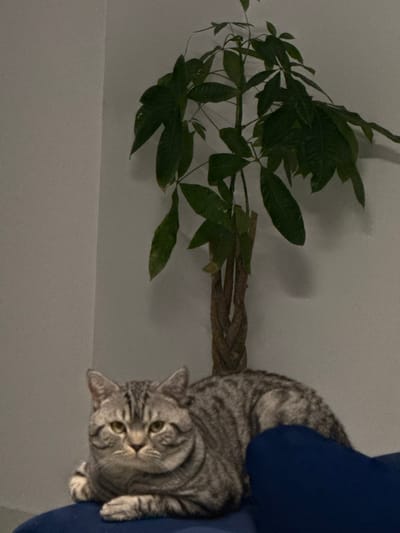 The image depicts an indoor scene in the city of Latsia, Cyprus. In the foreground and midground, a silver tabby domestic cat, possibly a British Shorthair, is lying down on a dark blue upholstered surface, likely part of a sofa or chair. The cat faces forward with its front paws tucked, and its eyes are open. Behind the cat and to its right, a potted plant with a braided trunk, consistent with a Money Tree (Pachira aquatica), stands against a plain, light-colored wall. The wall forms a corner visible in the upper left portion of the frame. The overall lighting is dim. No other individuals or significant actions are visible.