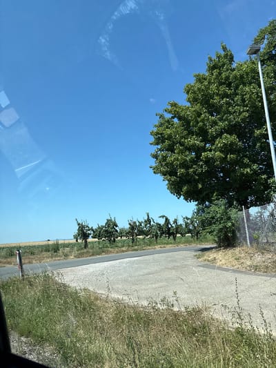 The image shows a view from a vehicle looking towards a rural landscape under a clear blue sky. In the foreground, tall dry grass lines a gravelly embankment next to an asphalt road that curves to the right. A red and white striped pole is visible on the left side of the road. Beyond the road, a line of stylized trees or vines runs horizontally across the frame, with fields of crops in the distance. A large, leafy green tree dominates the right side of the image, partially obscuring a tall, light-colored lamp post and a chain-link fence. Reflections are visible on the surface through which the photograph was taken, likely a car window. The scene appears to be located in or near Ober-Olm, Germany, given the overall pastoral setting and the presence of vineyards or orchards. There are no people or animals visible in the image.