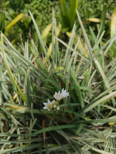 A close-up shows a cluster of tiny, white flowers with yellow centers blooming amidst a dense growth of striped foliage. The long, slender leaves display variegation, with alternating stripes of green and lighter hues. The small blooms are the focal point, emerging from a cluster of buds. The background consists of additional greenery, creating a blurred and natural setting. The overall impression is fresh and vibrant.