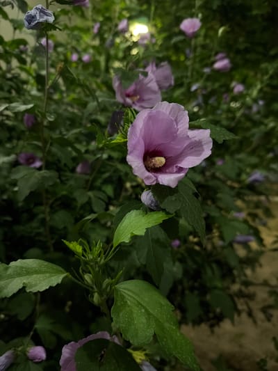The image displays a close-up view of a cluster of purple hibiscus flowers against a dark, leafy background. The lighting suggests it is either dusk or nighttime, with a bright light source visible in the upper left corner, possibly a streetlamp, casting a soft glow on some of the petals and leaves.
The primary subject is a large, open purple hibiscus flower in the foreground, slightly off-center to the left. Its delicate petals, tinged with a lighter shade, are partially unfurled, revealing a prominent yellow stamen in the center. Several other hibiscus flowers, some in full bloom and others as closed buds, are scattered throughout the frame, creating a sense of a garden or natural setting. The leaves are a deep green, with some appearing slightly wilted, suggesting they might be affected by the evening cool or a lack of recent watering. One smaller, closed bud in the lower left corner has a distinct grayish-blue hue.
The overall mood is tranquil and natural, emphasizing the beauty of the flowers in the subdued light. There are no people or objects other than the flora. The setting appears to be an outdoor environment, likely a garden or shrubbery, given the dense foliage. The location context of Tutzar, Uzbekistan, implies a possibly warm climate where hibiscus might be cultivated. No text is visible in the image.
