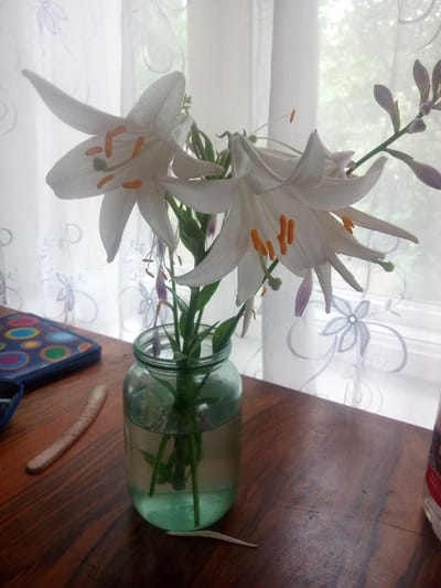 A still life composition features a vase of white lilies on a wooden table. The lilies are in full bloom, with their petals unfurled and stamens visible. Some lily buds are also present on the stem. The vase is a clear glass jar filled with water, and the stems of the lilies are submerged. To the left of the vase is a blue object with a colorful circular pattern. To the left of that, a light-colored stick-like object rests on the table. The scene is set against a backdrop of a window with white curtains that have a floral pattern. The lighting is soft and natural, suggesting an indoor setting, possibly a home or a studio. There are no people present in the image. The location is Yelyzavetpil, Ukraine, though this specific detail cannot be independently verified from the visual information provided. The overall impression is one of simple, natural beauty.
