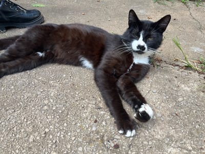 An eye-level outdoor shot in Drugan, Bulgaria, features a black and white tuxedo cat resting on a coarse concrete surface. The cat is predominantly black with striking white markings on its chest, paws, and around its muzzle and nose, forming a distinct facial pattern. Its eyes are partially closed, giving it a relaxed, almost sleepy expression, complemented by long white whiskers. The cat's body is stretched out, lying on its side.

In the upper left corner, a black, robust boot, possibly a combat or work boot, is partially visible, positioned near the cat's hindquarters. The ground is textured concrete, interspersed with small green weeds and blades of grass growing from cracks, particularly on the right side of the frame. Small pieces of dry debris are also scattered across the concrete. The lighting suggests it is daytime with clear weather conditions. The cat appears to be at ease, enjoying the outdoor setting. There is no visible text in the image.