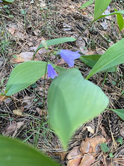 This is a close-up, eye-level shot of blue bell-shaped flowers on thin green stems amidst a forest floor. The ground is covered with a thick layer of pine needles, fallen leaves, and several pine cones. The overall lighting suggests it is daytime. There are no people or animals visible in the image. The scene appears to be in a natural, wooded environment.