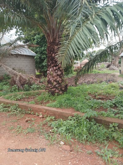 The image shows a dusty outdoor scene in the city of Dokan Tofa, Nigeria. A large palm tree with a textured trunk dominates the foreground, with its fronds extending across the frame. To the left of the palm tree, a light-colored brick building with a corrugated metal roof is visible. The ground is covered in reddish-brown soil, small pebbles, and patches of green grass and vegetation. In the middle ground, there is more greenery, and a darker patch of earth that appears to be a cultivated area or a garden. A thatched-roof structure is partially visible further in the background, suggesting a rural or semi-rural setting. The overall impression is one of a warm, sunny day in a developing area. The "Samsung Galaxy A03" watermark appears in the bottom left corner, indicating the device used to capture the photograph.