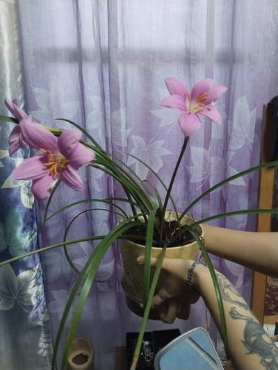 A person is holding a potted plant with pink flowers and green leaves in front of a purple, sheer curtain with a floral pattern. The person's arm is visible, with a tattoo of a dragon on their forearm and a silver bracelet on their wrist. The plant is in a cream-colored pot. In the background, a window is partially visible behind the curtain. The scene appears to be indoors, likely in a home. The lighting suggests it might be daytime, but no specific time can be determined. The location context of Ақадыр, Kazakhstan, is provided.