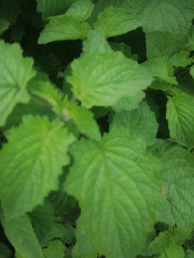 The image displays a close-up view of lush green foliage, likely a dense patch of broad leaves. The lighting suggests an outdoor environment, possibly a garden or natural setting, with shadows indicating depth and multiple layers of leaves. The texture of the leaves appears somewhat rough and veined. No people, animals, or man-made objects are visible. The scene is devoid of any specific landmarks that would allow for precise localization within Omupo, Nigeria.