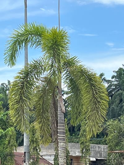 The image captures a close-up view of a cluster of palm trees against a bright blue sky with scattered white clouds. The palm trees are lush and green, with long, frond-like leaves that cascade downwards. One palm tree in the center has a more textured, rough trunk, around which a white material has been wrapped in a spiral pattern. Behind the palm trees, a blurred background reveals more dense greenery and hints of man-made structures, including what appears to be a concrete wall or building with a tiled roof. The overall scene suggests a tropical or subtropical environment, likely in a semi-urban or suburban setting, possibly in the city of Rantau Pauh, Indonesia, given the context. No people or animals are visible in the frame.