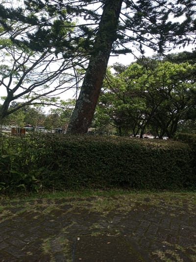 The scene depicts an outdoor environment in the city of Namthoung, Laos, characterized by dense vegetation under an overcast or bright sky. The foreground features a dark, wet paved surface, likely comprised of interlocking pavers, with sporadic patches of green moss or grass growing between the blocks. Immediately beyond the pavement, a narrow strip of grass precedes a dense, dark green hedge that spans horizontally across the middle of the frame, acting as a visual barrier.
Above and behind the hedge, multiple trees are visible. A large, thick-trunked tree, possibly a conifer due to its needle-like foliage, stands prominently on the left-center, its bark mottled with lighter patches. This tree leans slightly to the right, and its branches extend upwards and outwards against the bright sky. To its left, the lighter branches of a different tree, possibly deciduous, are silhouetted against the sky. To the right of the prominent trunk, a cluster of vibrant green trees with full, rounded canopies occupies the right side of the background. Through gaps in the foliage and above the hedge, faint outlines of structures or buildings are discernible in the distance. No individuals are present in the observable area of the image, nor are any specific actions or interactions taking place. The environment appears serene and natural within an urban or semi-urban context.