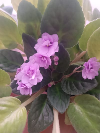 A close-up, overhead shot shows a cluster of pale pink African violets with fuzzy green leaves. The flowers are small and delicate, with ruffled petals. Some of the leaves are a deep green, while others are a lighter, almost yellow-green. The image appears to have been taken indoors, likely in a home or greenhouse. The scene does not provide any information that would allow for localization in Skidzieĺ, Belarus.