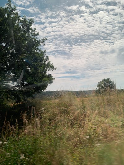 The image depicts a rural landscape with a focus on a field of tall grass and a few trees under a cloudy sky. The foreground is dominated by dry, brown and green grass with some blurred green foliage and white flowers visible at the bottom left. A large, leafy green tree is prominent on the left side of the frame, casting shadows. In the middle ground, a dense line of trees forms a distant treeline. A solitary, smaller tree stands in the right middle ground. The sky is filled with numerous small, white, fluffy clouds against a pale blue backdrop, with some patches of brighter blue sky visible. The image appears to be taken from a moving vehicle due to the motion blur, especially in the grass and foliage. There are no people or animals visible in the scene. The lighting suggests it is daytime, possibly late morning or afternoon, given the brightness of the sky. The overall impression is of a natural, uncultivated area.