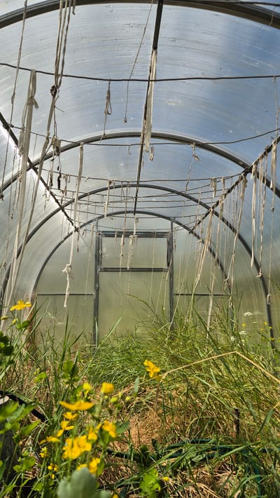 This image depicts the interior of a greenhouse in Mashezero, Russia. The greenhouse has a translucent, possibly polycarbonate, curved roof and walls, supported by a dark metal frame. Numerous pieces of string and white fabric strips hang down from horizontal supports, some tied in knots, others frayed. A metal door with two panes is visible at the far end of the structure. The floor of the greenhouse is covered in tall, green grass, with some dry straw and brown earth visible. Small yellow wildflowers are scattered throughout the foreground and middle ground. A green hose is partially visible coiled on the ground. The scene appears to be an abandoned or overgrown greenhouse, with natural vegetation encroaching on the interior. There are no people or animals visible in the image.