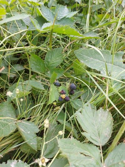The image shows a close-up view of wild blackberry bushes with ripe and unripe berries, along with green leaves and grass. The berries are a mix of dark purple, black, and some are still yellowish-red, indicating different stages of ripeness. Small white flowers and green buds are also visible on some of the branches. The foliage is dense, with the grass intermingled among the blackberry plants. The scene appears to be outdoors in a natural setting. No people are present in the image. This scene is not in the city of 1-мая, Kyrgyzstan.
