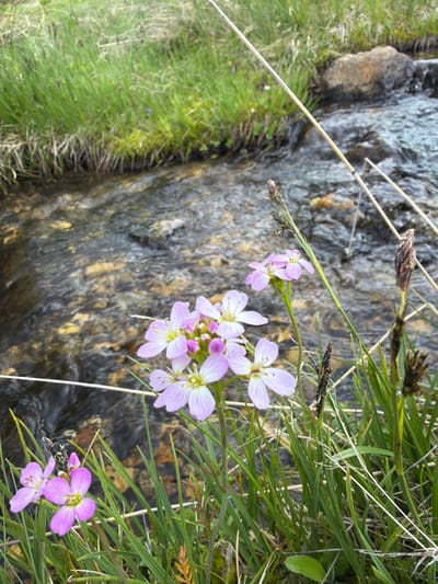 The image depicts a close-up view of delicate, pale purple wildflowers with four petals and yellow centers, blooming amidst lush green grass. A shallow, clear stream with a rocky bed flows gently behind the flowers. The water reflects the surrounding environment, creating a dappled, watery texture. The scene appears to be in a natural setting, likely a meadow or near a body of water. There are no people or animals visible in the image. The overall impression is one of natural beauty and tranquility. The location is identified as Cherna Mesta, Bulgaria.