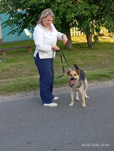 In the image, a woman with blonde hair, wearing a white long-sleeved shirt and dark blue pants, is walking a dog on a leash. The dog, a medium-sized mixed breed with tan and black fur, is panting with its tongue out. They are on an asphalt path, with a grassy area to the right and a building with a blue garage door and a wooden bench to the left. Trees with green leaves are visible in the background. The timestamp in the lower right corner indicates the date and time as 20.06.2026 20:20. The scene appears to be in an outdoor, possibly residential or park-like area, within the Урыцкі сельскі Савет, Belarus.