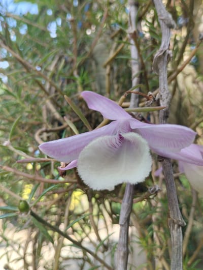 A close-up shot of a delicate pink and white orchid bloom is set against a backdrop of dry branches and greenery. The orchid's petals are a soft pink with fine purple veins, and the central labellum is a fluffy white with more prominent purple markings. The bloom is attached to a dry, woody stem, which is characteristic of many orchid species. Surrounding the orchid are thin, brown, twig-like branches, some appearing dead and dry, intermingled with slender green leaves. The background is a blur of green foliage and dappled sunlight, suggesting an outdoor setting. The image focuses on the intricate details of the orchid and its immediate surroundings, creating a sense of natural beauty and perhaps fragility. The scene appears to be an outdoor garden or natural habitat, possibly within the lush tropical environment of Luengbaro, Indonesia, a region known for its diverse flora.