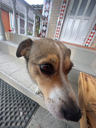The image shows a close-up, side-profile shot of a dog's face, with its head tilted upwards. The dog appears to be an adult of medium size, with brown and tan fur. Its eye is dark brown and clearly visible, with some whiskers extending from its muzzle. Part of its nose, which is black, is also visible. The dog's left ear is folded down.
The setting seems to be outdoors, possibly on a porch or staircase. The ground is tiled with light-colored square tiles. In the background, there is a white railing with decorative elements, and beyond that, a view of a staircase leading down, with doorways visible. There are also some potted plants with pink and white flowers on the railing. A wooden surface is visible in the upper right corner. A dark, textured doormat is on the ground in the lower right of the frame. The lighting suggests it might be daytime, with overcast or diffused light. There is no visible text in the image.