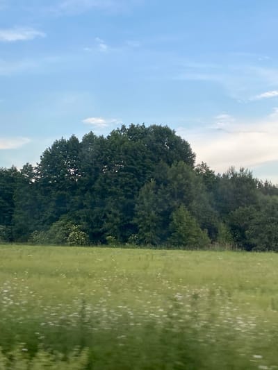 The image depicts a natural landscape under a partly cloudy sky with a blue hue. In the foreground, a field of green grass with scattered white wildflowers is visible, suggesting a rural or park setting. The grass appears slightly blurred, indicating movement or a shallow depth of field. Behind the field, a dense line of mature trees forms a dark green wall, creating a stark contrast with the lighter green of the meadow. The trees vary in height and density, with some appearing taller and more established than others. The sky above is a mix of clear blue patches and wispy white clouds, typical of a fair weather day. The overall impression is one of a serene, undeveloped natural environment, likely in a rural area. The provided location is Воўчынскі сельскі Савет, Belarus.