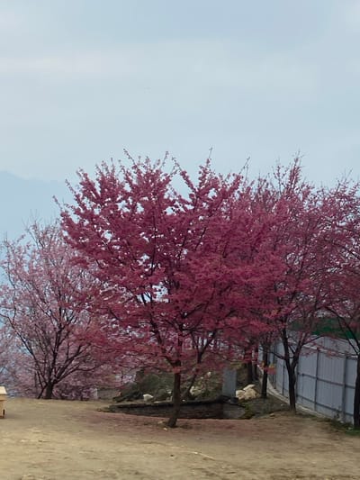 A scenic view captures vibrant pink flowering trees lining a pathway. The trees are densely packed with blooms, contrasting against a muted, overcast sky. To the right, a textured, earthen path stretches along the trees. In the background, a structure with metallic siding is visible, adding depth to the composition. The overall scene suggests a serene and possibly cultivated natural setting.
