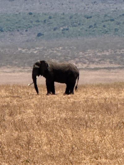 An adult African elephant stands centered in a dry, golden-brown savanna landscape within the Ilturot Lorkereyan region of Tanzania. The elephant, dark grey in color, is oriented towards the left with its trunk lowered and one prominent white tusk visible, curving downwards. The ground is covered in dense, desiccated grasses. In the background, a hazy, muted grey-green mountainous or hilly terrain is visible under what appears to be bright, natural daylight. No other subjects or active interactions are observed.