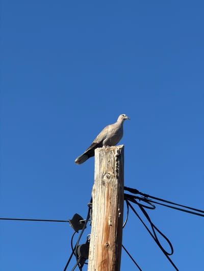 A collared dove is perched on a wooden utility pole against a clear blue sky. The dove is facing to the right, with its head slightly turned to the right. The pole is weathered and rough, with visible knots and grain. Several black electrical wires are attached to the pole and extend out of the frame. The image appears to be taken during the daytime, as indicated by the bright sky and the illumination of the bird and pole. There is no indication of the specific location within Alcalà de Xivert, Spain.
