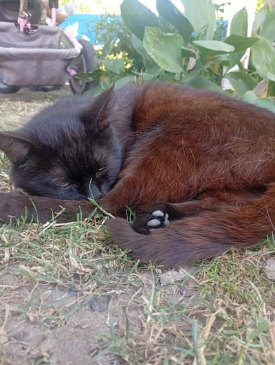 A black cat with brown undertones is curled up asleep on dry grass and dirt. In the background, out of focus, is a grey and pink child's wagon, large green leaves, and what appears to be a blue structure or wall. The scene suggests an outdoor residential area, potentially a backyard, in Mykhnivtsi, Ukraine.