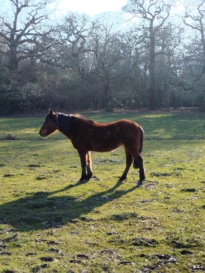 A single brown horse, consistent with a New Forest Pony, stands in a grassy field in the New Forest, United Kingdom. The horse faces right, with its head slightly turned to the left, exhibiting a dark mane and tail, and a lighter blaze on its face. Its four legs are planted on the green ground, which displays scattered patches of exposed earth and hoof prints. Long shadows are cast directly to the left of the horse, indicating bright sunlight from the right. In the background, a dense line of deciduous trees, largely bare of leaves, forms a natural barrier. The sky above the trees is bright, suggesting clear weather conditions. No other subjects or objects are discernible.