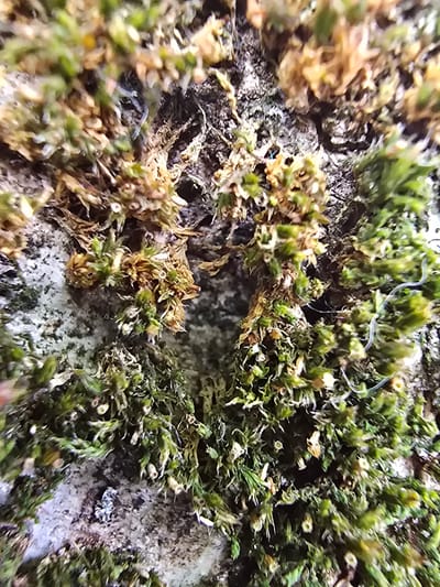This macro photograph captures a close-up view of moss growing on a rough, textured surface, likely bark or stone. The moss exhibits a vibrant green hue in some areas, interspersed with patches of dry, brown, and yellowish moss, suggesting variations in moisture or age. Delicate, thread-like structures, possibly fungal hyphae or insect silk, are visible weaving through the moss.

The image does not contain any people, recognizable objects, or text. The scene is natural and appears to be an outdoor environment. The lighting suggests it could be daytime, but no specific time can be determined. The focus is entirely on the intricate details of the moss growth, highlighting its texture, color, and the fine filaments present. The setting could be a forest floor, a tree trunk, or a stone wall in Kostelec na Hané, Czechia, where the image was captured. There are no discernible emotions conveyed, as the focus is on the natural elements. The composition emphasizes the micro-ecosystem formed by the moss and associated organisms.