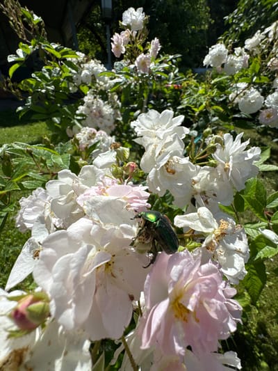 A green beetle is shown on a cluster of white and pale pink roses. The roses are in full bloom with some wilting petals. The background consists of more roses, green foliage, and a patch of grass. The scene appears to be a garden in the city of Cherven, Belarus, bathed in natural sunlight.
