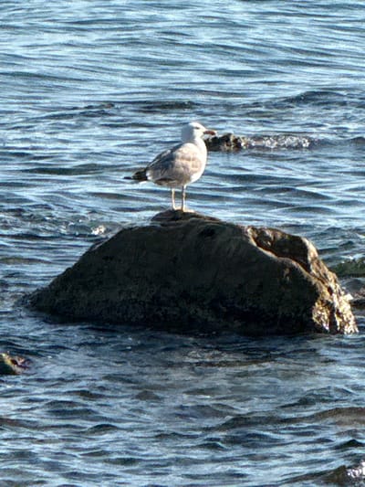 This media file captures a close-up view of a seagull perched on a rock face, with water cascading down in the background. The seagull, primarily white with some gray and black markings, is facing left, with its head turned slightly upwards. Its beak is visible, and it appears to be resting. The rock it stands on is dark and textured, with a rough surface. The water creates a curtain-like effect, appearing as thin, vertical streaks of light blue and white, suggesting movement and the presence of a waterfall or a heavily watered cliff. The lighting suggests it is daytime, with the sun illuminating the water and highlighting the textures of the rock and the bird. The overall impression is one of a natural, serene environment, possibly a coastal or riverine setting. The image lacks any visible text. The location is identified as Kassopaia Municipal Unit, Greece, which is a coastal region in the Ionian Sea, known for its natural beauty and rocky shores, making this scene plausible.