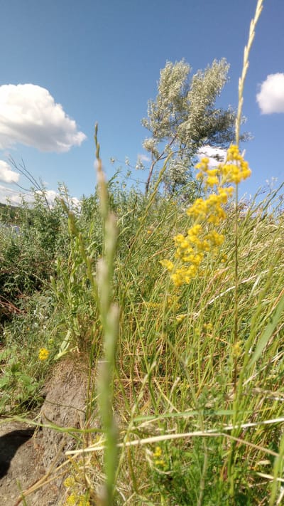 This media file depicts a natural outdoor scene in Buzke, Ukraine. The foreground is dominated by tall, green grasses and a cluster of small, yellow flowers, with a prominent blade of grass in sharp focus in the center. Behind the vegetation, a large, light-colored tree with delicate, wispy leaves stands against a bright blue sky. Scattered white clouds are visible in the sky. The background shows a dense thicket of green foliage and hints of water, suggesting proximity to a river or lake. The lighting indicates it is daytime, likely a sunny day given the clear sky and vibrant colors. The overall impression is one of a serene, natural landscape during pleasant weather. There is no visible text.