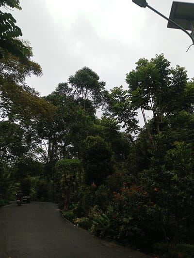 The image captures an overcast daytime scene on a winding asphalt road in Ambakirano, Madagascar. The road appears damp and is flanked on both sides by dense, lush tropical vegetation, including tall green trees and various shrubs, some exhibiting reddish foliage or flowers. A street light fixture, equipped with a solar panel, is visible in the upper right corner. On the left side of the road, a person wearing a dark jacket and a red helmet is operating a motorcycle, moving away from the viewer. Behind the motorcycle, a small, light-colored utility vehicle is also proceeding in the same direction.
