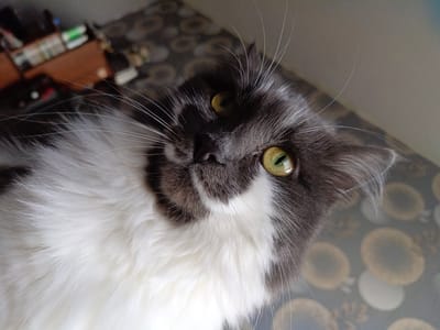 A close-up, high-angle portrait captures a fluffy domestic cat looking directly into the camera. The cat features striking green-yellow eyes and a bi-color coat, predominantly dark gray/black on its face and forehead, contrasting with a large expanse of white fur covering its lower face, chest, and body. Prominent, long white whiskers fan out from its muzzle. The cat's head is tilted slightly, conveying an alert and curious expression.

The background is softly blurred, suggesting an indoor setting. A patterned surface, possibly a tablecloth or floor covering, occupies the lower and right portions of the frame, displaying abstract circular designs in muted shades of brown, gray, and white. In the upper left corner, an out-of-focus area hints at a bookshelf or desk with various objects, indicating a home environment.

The image portrays the cat in a moment of quiet observation or interaction with the photographer. The lighting is soft and ambient, characteristic of indoor conditions. This scene is located in Kuleshovka, Russia. No specific time of day or weather conditions are discernible from the indoor setting, and there is no visible text in the image.