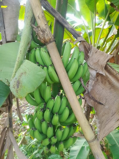 A vertical image captured in Waung, Indonesia, displays a large cluster of green, unripe bananas hanging from a banana plant. Approximately seven distinct hands of bananas are visible, each comprised of multiple individual fruits, all uniformly light green with dark, shriveled blossom ends. The bananas are surrounded by large, vibrant green banana leaves and some brown, dried leaves. A pale yellow-brown bamboo pole extends diagonally across the mid-ground, providing visible structural support. Bright, diffused sunlight filters through dense foliage in the upper background, illuminating the leaves. No human subjects or animals are present.