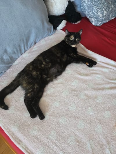 A tortoiseshell cat is lying on its back on a pink blanket with a white polka dot pattern. The cat is mostly black with patches of orange and yellow. Its eyes are open and are a green color. One of its front paws is extended upwards. To the left of the cat, there is a red pillow and a patterned blue and white pillow. A stuffed animal, black and white with fluffy white ears, is partially visible behind the pillows. The cat is lying on a bed. The lighting suggests it is daytime.
