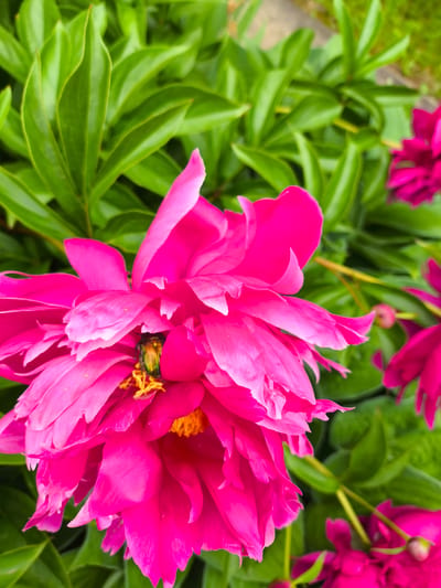 The image shows a close-up view of bright pink peonies in bloom, with a green leafy background. A small, iridescent green and gold beetle is visible nestled within the petals of the largest peony in the foreground. The flower is fully open, displaying its delicate, ruffled petals and yellow stamen. Additional pink peony buds and blossoms are present in the background, some in sharp focus and others blurred. The setting appears to be a garden, with the vibrant colors of the flowers suggesting a sunny day in late spring or early summer. The location is identified as Pokrov, Russia.