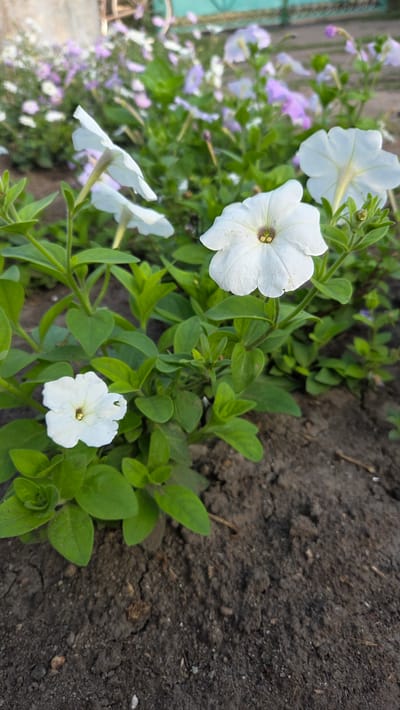 A low-angle, close-up shot captures a cluster of white petunias blooming in the soft, earthy soil of a garden. The flowers, with their delicate, trumpet-shaped petals, are the central focus, their white surfaces illuminated by natural light. A few of these flowers are in sharp focus, showcasing their intricate details, while others in the background are softly blurred, creating a sense of depth. The green foliage of the petunia plants forms a lush backdrop for the blossoms, some leaves appearing slightly wilted. The soil, a dark, loamy brown, fills the lower portion of the frame, marked by small pebbles and dried plant matter. In the distance, hints of purple flowers and greenery suggest a broader garden setting. The overall scene is tranquil and natural, suggesting an outdoor environment in a residential or public garden space within the village of Vozsiiatske, Ukraine. There are no people or animals present in the image.